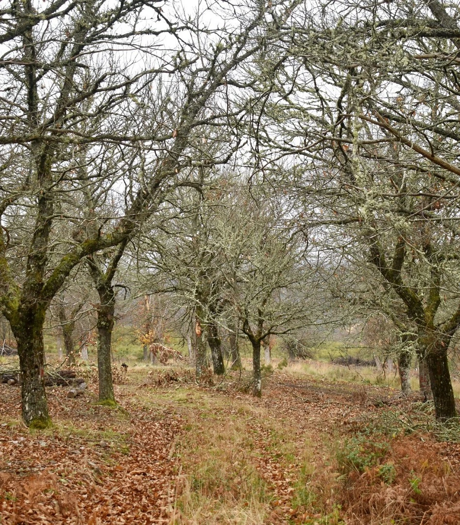 La Casa El Arroyo